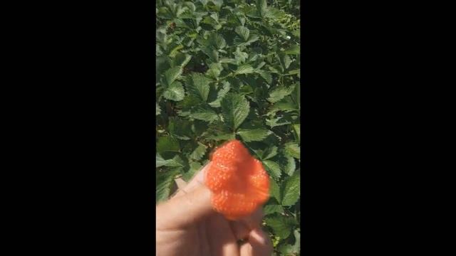 Супер урожайный сорт клубники - Королева Елизавета 2 смотреть онлайн