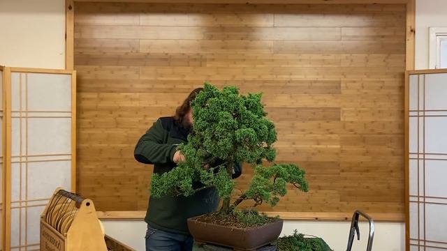 Thinning out a Juniper Bonsai - Greenwood Bonsai смотреть онлайн
