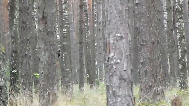 Чёрный дятел в лесу дарзыни. смотреть онлайн