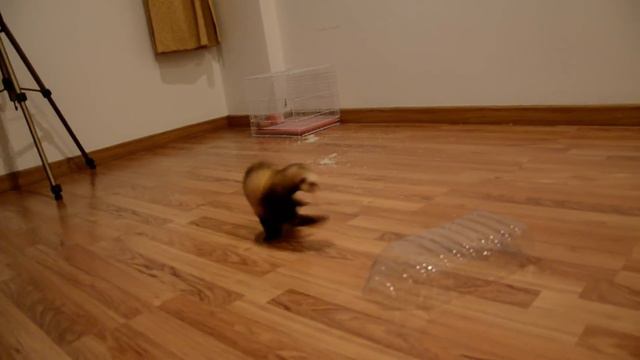 Ferret Siberian Funny Play / Сибирский хорек Играет дома 66 смотреть онлайн