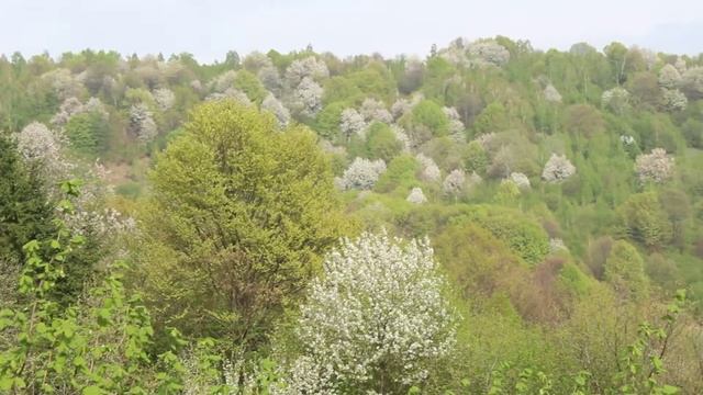 Горы зацвели ранней весной смотреть онлайн