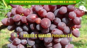 ВИНОГРАД КИШМИШ ЗАПОРОЖСКИЙ ОПИСАНИЕ СОРТА