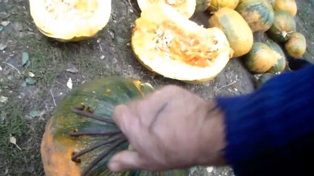 Гарбузове насіння як посадковий матеріал смотреть онлайн
