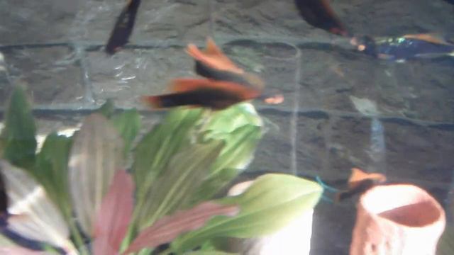 DSCF5344.AVI  - ЧЕРНЫЕ МЕЧЕНОСЦЫ.