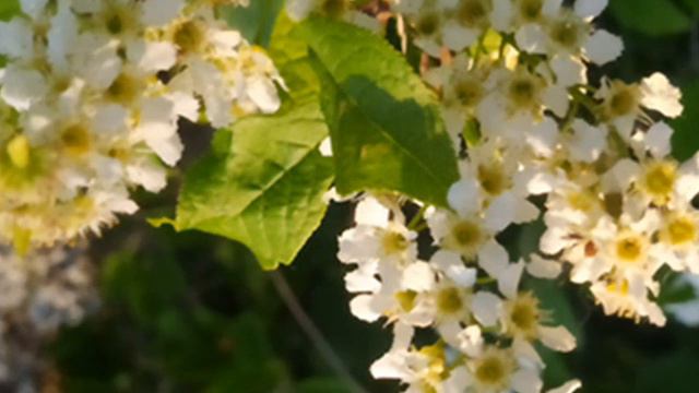 А черемуха цвела смотреть онлайн