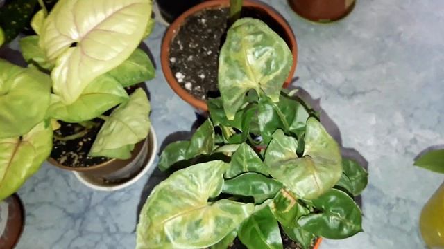 Комнатные растения. Июль 2019 г. Часть 2 смотреть онлайн