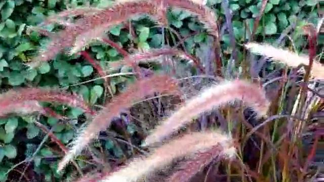 Pennisetum Rubrum смотреть онлайн