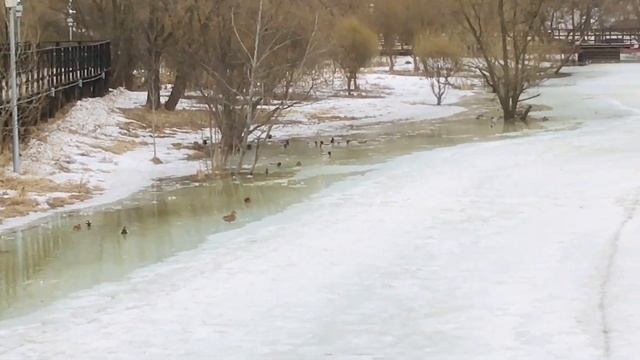 ?1021?Оранжевые уточки Огари сегодня на водоёме смотреть онлайн