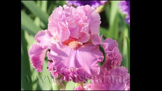 irissad ru сорта на E - F (2022 г) смотреть онлайн