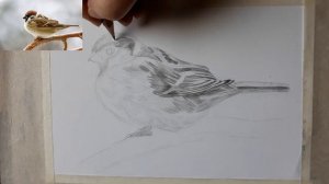 КАК нарисовать ВОРОБЬЯ простым карандашом. Академический рисунок.