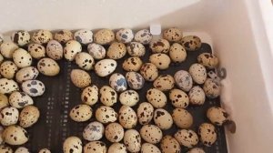 Инкубация от "А" до "Я" - перепелиные яица. Инкубатор "Несушка БИ-1" - температура и влажность