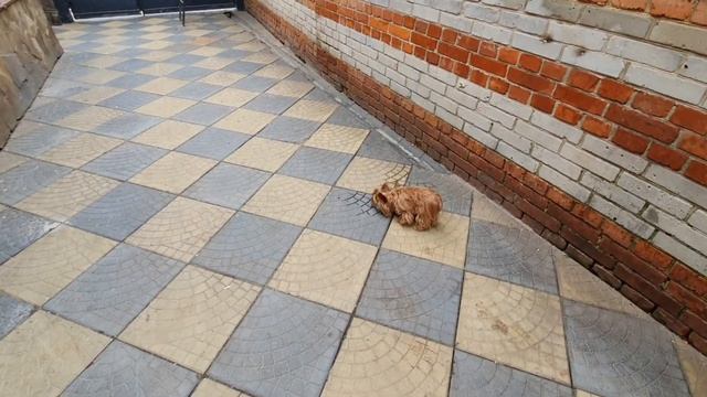 Масяша на стрижке.А ви видели голден йорка? смотреть онлайн