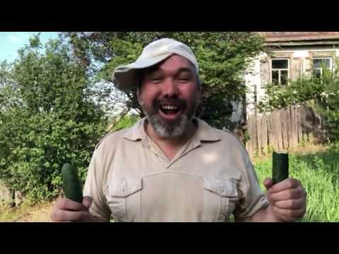 Николай Носов "Огурцы" смотреть онлайн