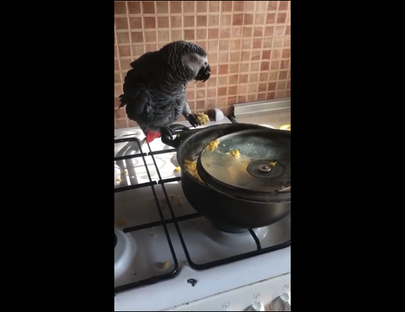 Кто сожрал кукурузу? смотреть онлайн