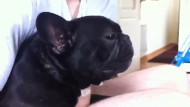 Французский бульдог разговаривает смотреть онлайн