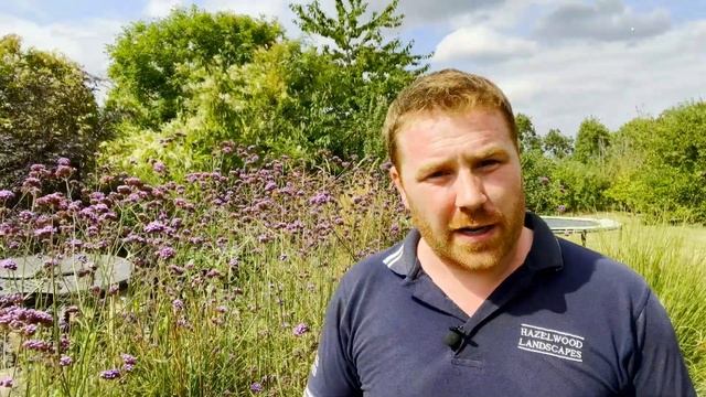 Verbena bonariensis - One of the BEST Herbaceous Perennials for Your Garden смотреть онлайн