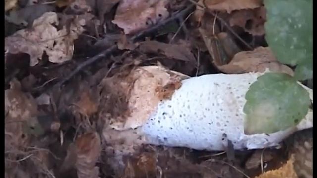 Заблудилась в лесу.Гриб Весёлка смотреть онлайн