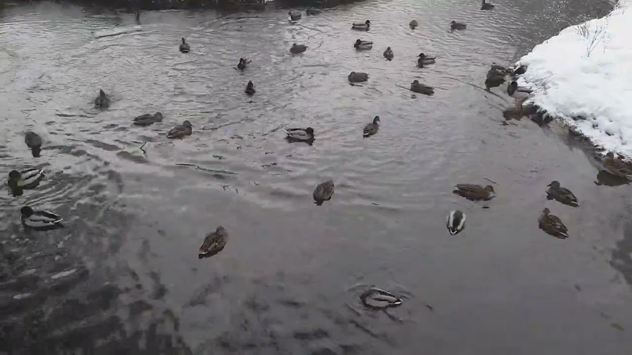 Где-то в Калужской области... С наступающими! смотреть онлайн