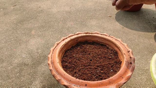 How to grow petunia from seed смотреть онлайн