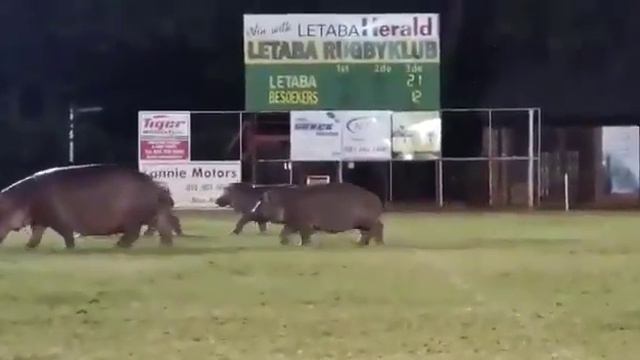 Регбийный матч в ЮАР был прерван из-за нашествия бегемотов смотреть онлайн