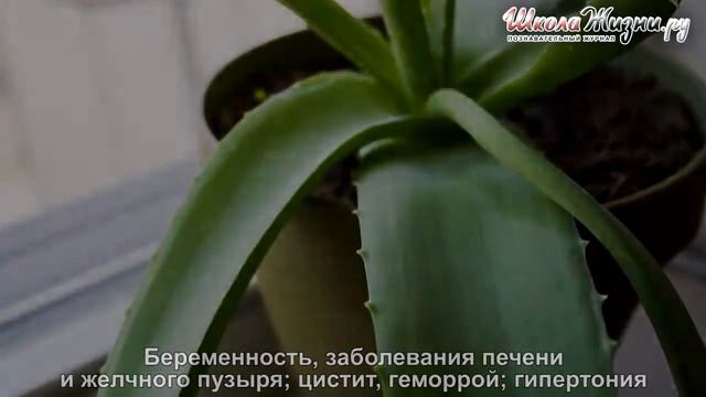 Алоэ в каждый дом! смотреть онлайн