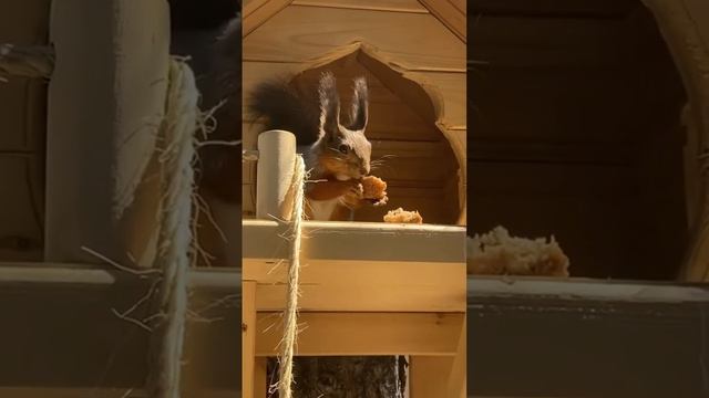 Домашняя белка кушает хлеб #животные смотреть онлайн