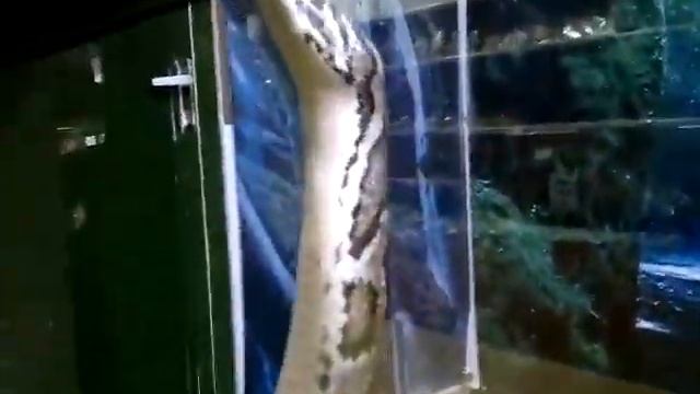 The house of python... epta piges!! смотреть онлайн