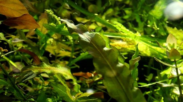 Аквариумные удобрения. Для чего и как их применять? Обсуждаем с Василием Чернышёвым смотреть онлайн