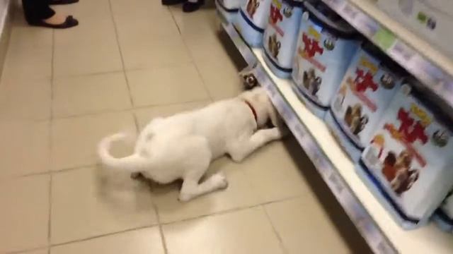 Хорек и собака))Митино)) смотреть онлайн