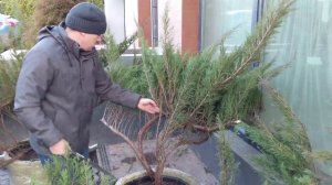 Казацкий можжевельник, 1-й этап - обрезка крупномера после пересадки с открытого грунта в контейнер.