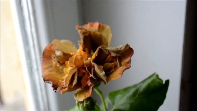 Гибискус флоридский NK Walnut смотреть онлайн