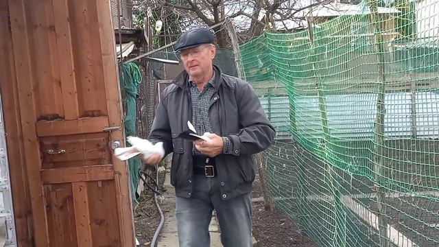 Сельские голуби в Александровском / Rural pigeons in Alexandrovsky смотреть онлайн