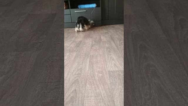 Йорк и кормушка. смотреть онлайн