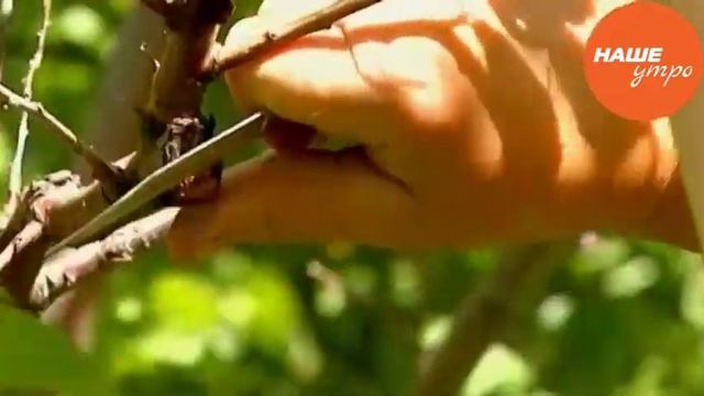 Проблемы у косточковых культур смотреть онлайн