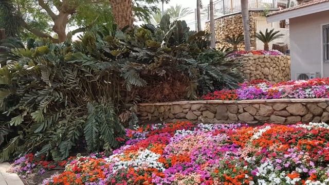 Обзор отелей OASIS DEAD SEA 4* и SPA CLUB на Мертвом море в Израиле смотреть онлайн