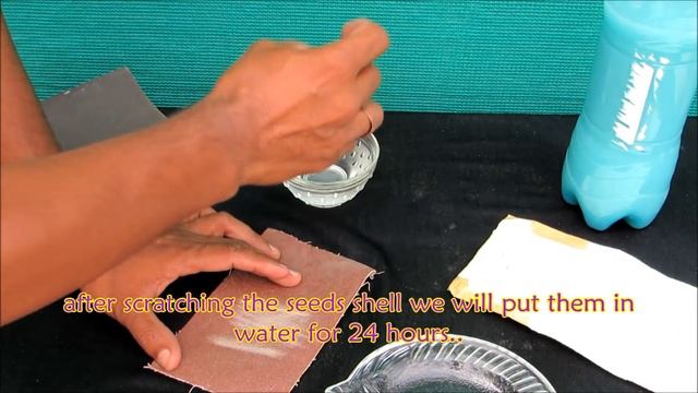 How to Grow Baobab/Kalpavriksha from Seeds/ With 60 days Update смотреть онлайн