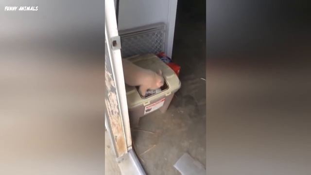 ЗАБАВНЫЕ Приколы про животных январь 2018!!! выпуск#2