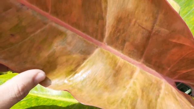 Philodendron Prince Albert Vs Philodendron Orange Marmalade