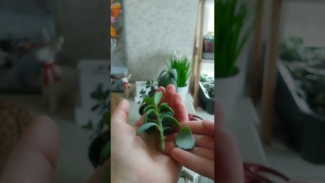 Каланхоэ Федченко - размножение Propagate succulents #succulents #суккуленты #суккулент #каланхоэ смотреть онлайн