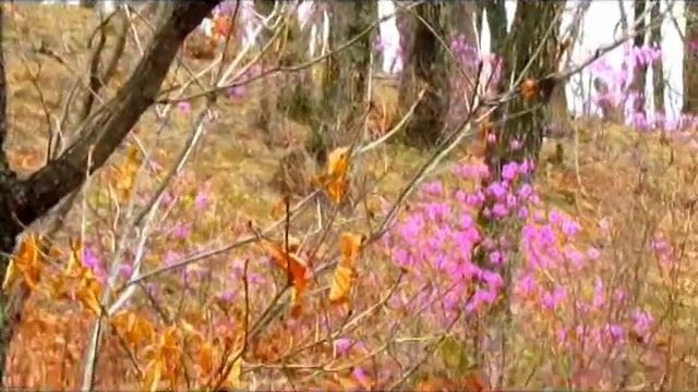 Bagulinik, Багульник зацвёл. смотреть онлайн