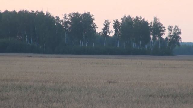 Вышло стадо КАБАНОВ!!! Охота на горохе. смотреть онлайн