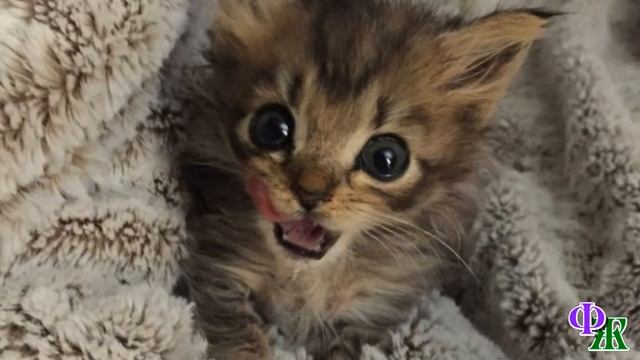 Плачущий от вечной боли, котенок был выдворен на улицу – у него был врожденный вывих задних лапок смотреть онлайн