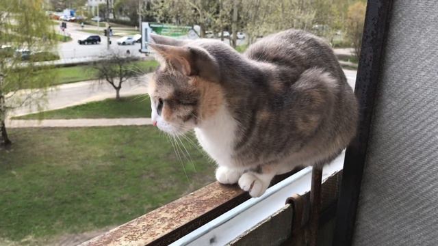 Помогите найти нашу кошку / #помогите смотреть онлайн