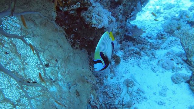 Самый новогодний дайв-сайт Египта. Хургада 2024. Рождественская сказка со дна Carless Reef. #redsea