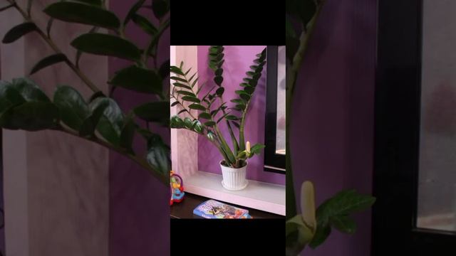 ДОЛЛАРОВОЕ ДЕРЕВО. Цветёт на удачу смотреть онлайн