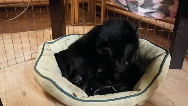 шипперке родила первого щенка смотреть онлайн