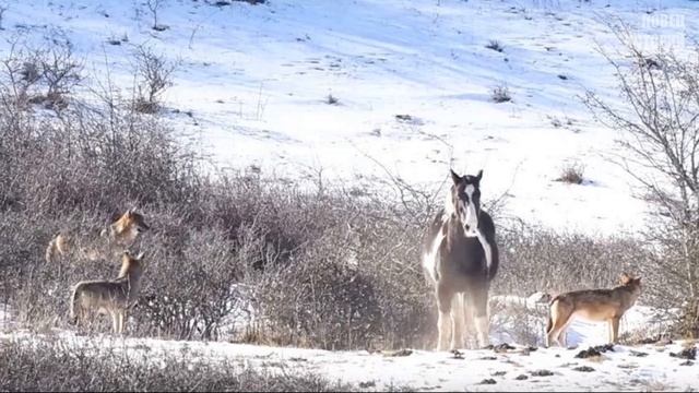 Одинокую лошадь окружила стая волков. То, что произошло дальше, просто невероятно смотреть онлайн