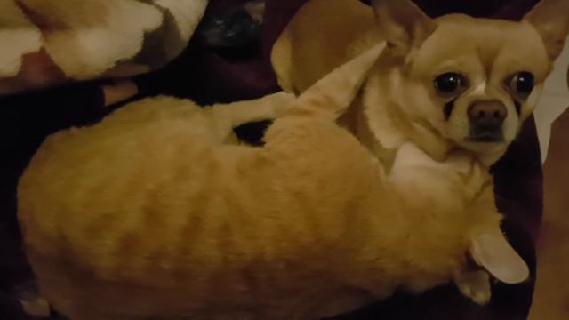 Захват Анаконды. смотреть онлайн