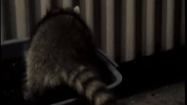 4 маленьких енотиков и мамаша смотреть онлайн