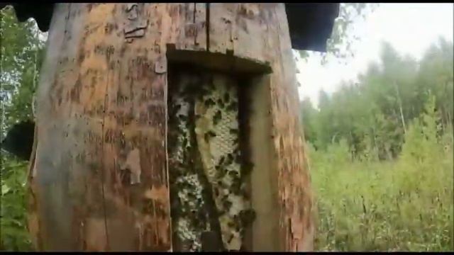 Самый дорогой бортевой мед в Башкирии смотреть онлайн